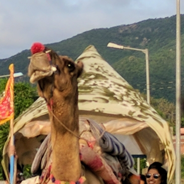 Riding with Chameli, The Camel
